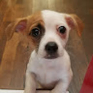 Meet your Posher, The